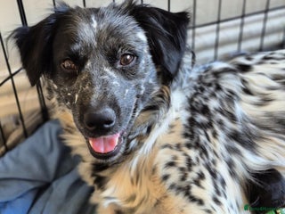 Mixed Breed dogs for sale: Mixed breed puppies for sale - Advert 1