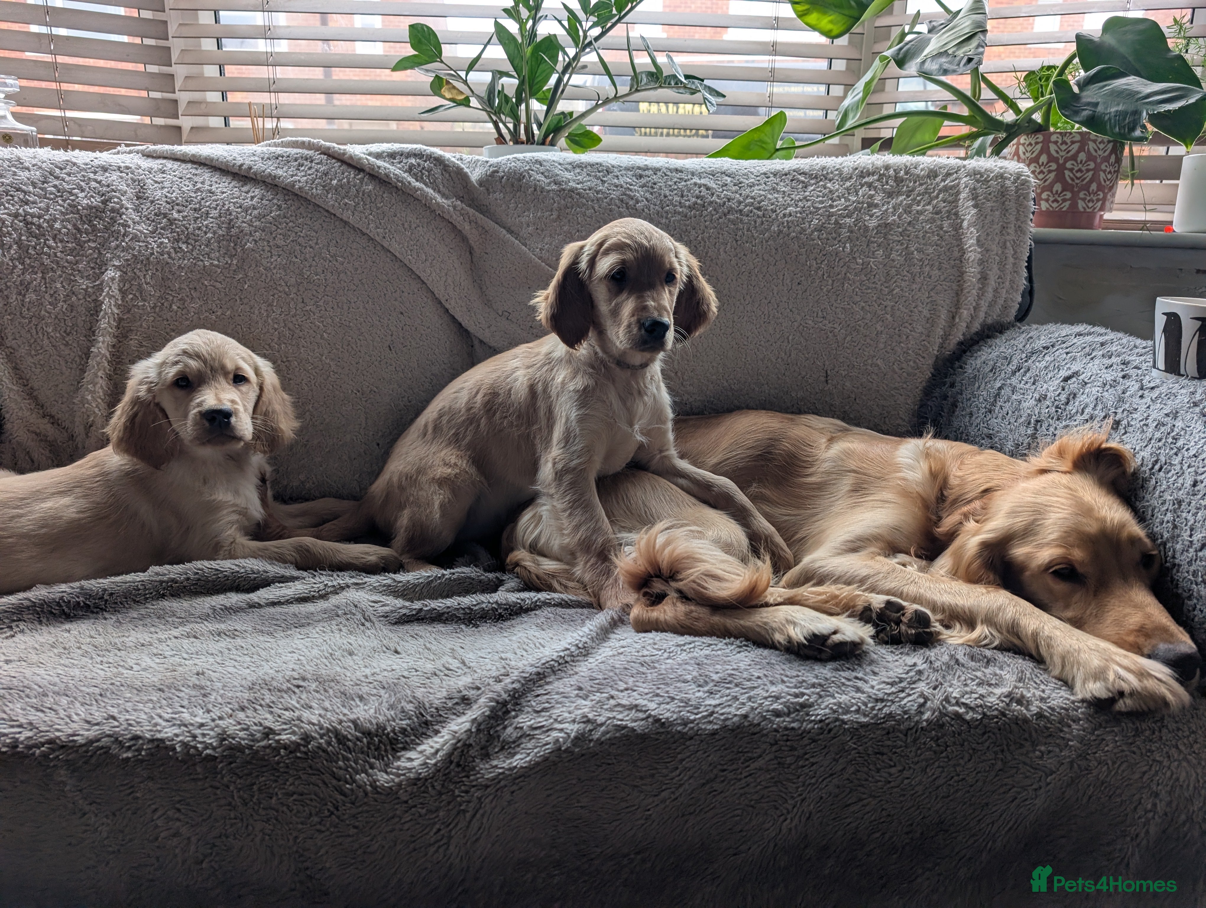 Mixed Breed dogs LAST 2 LEFT! Golden Retriever x Irish Setter pups - Advert 4
