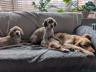 Mixed Breed dogs LAST 2 LEFT! Golden Retriever x Irish Setter pups - Advert 4