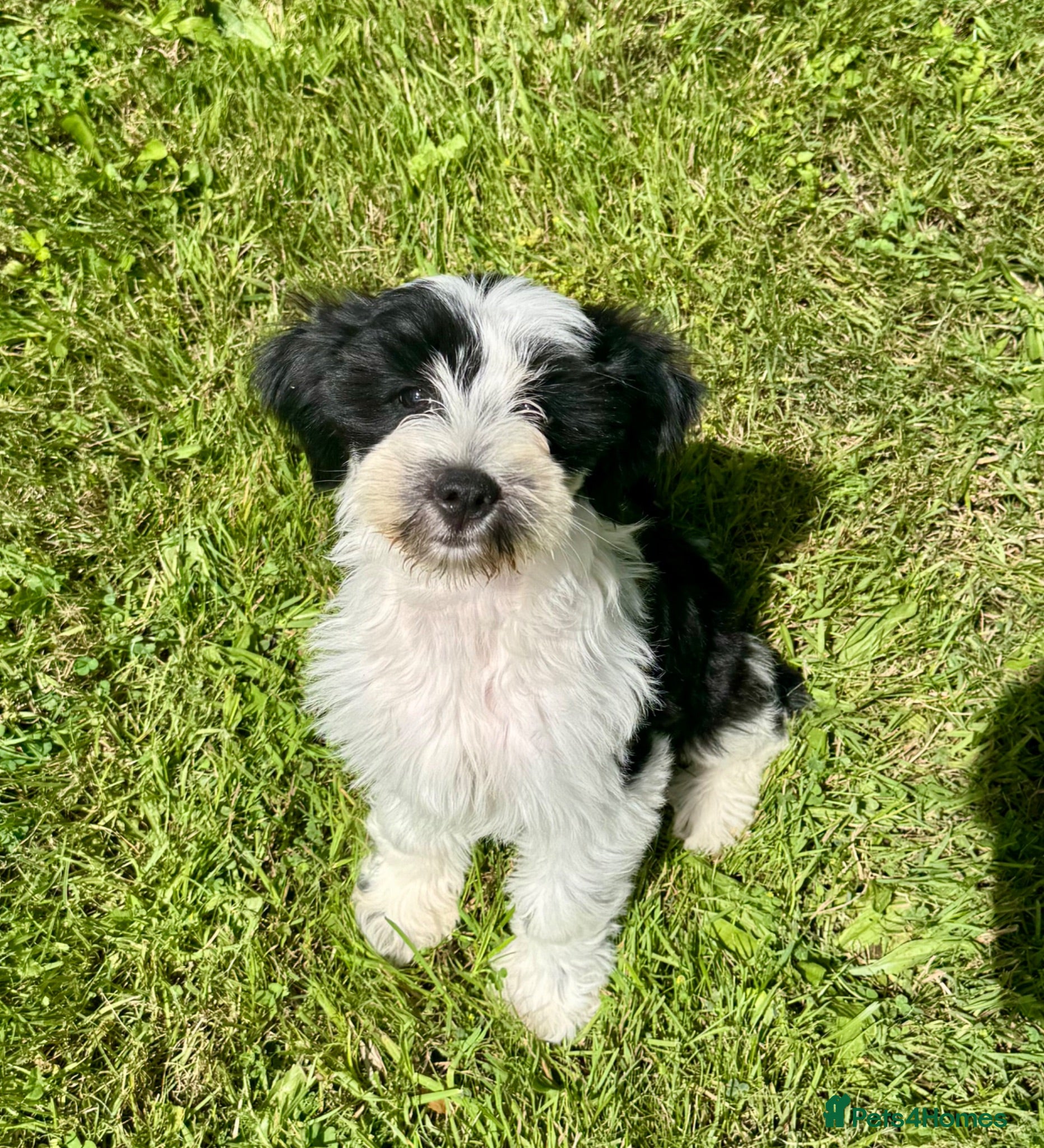 Tibetan Terrier dogs Stunning KC Reg Tibetan terrier puppies - Advert 2