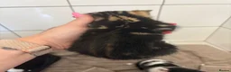 Mixed Breed cats for adoption: Beautiful kittens - Advert 14