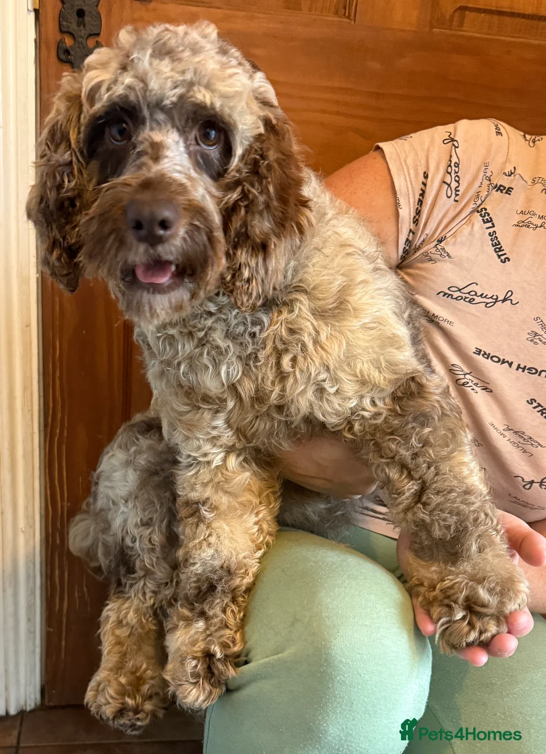 Cockapoo dogs for sale: Chocolate merl cockapoo puppies READY NOW  in Doncaster - Advert 13