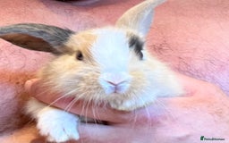 Mini Lop rabbits for sale: Mini Loop girl looking for forever home  in Leatherhead - Image 1