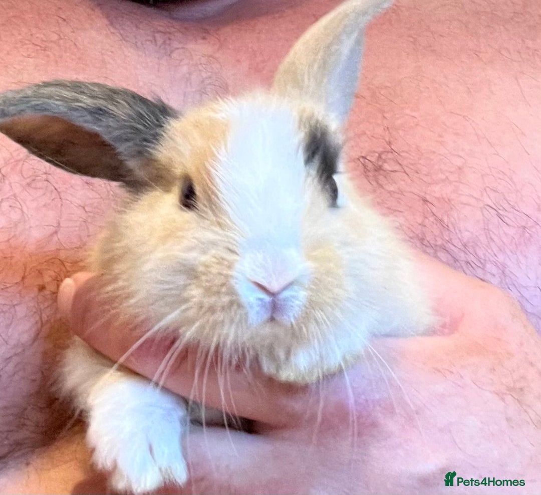 Mini Lop rabbits for sale: Mini Loop girl looking for forever home  in Leatherhead - Image 1