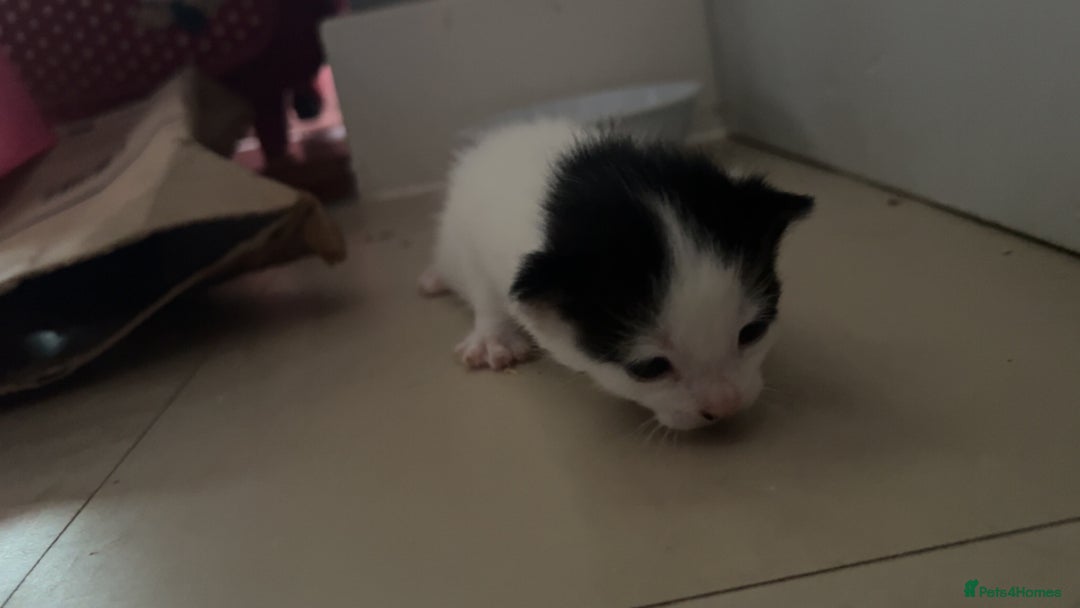 Domestic Shorthair cats for sale: Shadow and mickey - Image 8