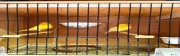 Canaries birds for sale: Canarie & budgies with breeding cages   - Advert 3
