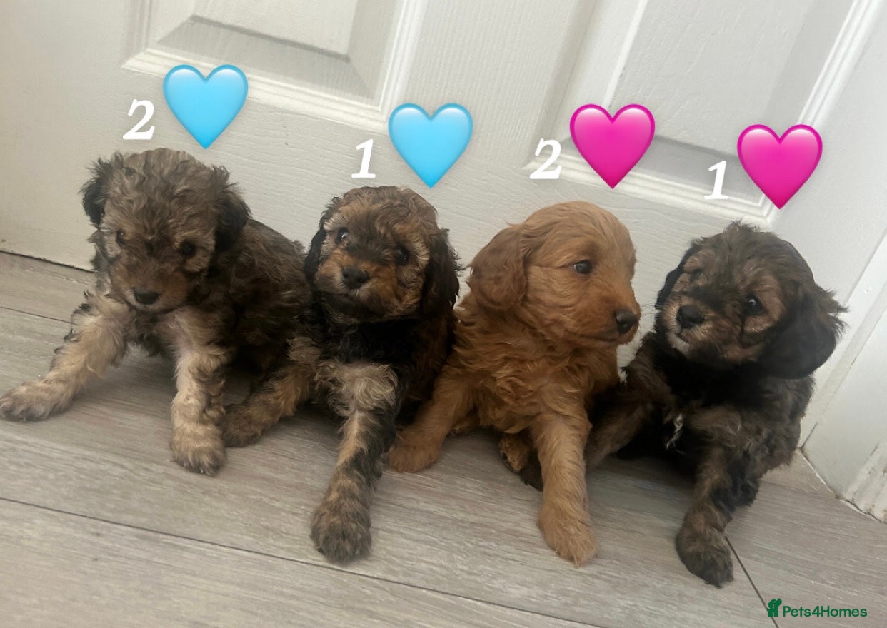 Cavapoo dogs Beautiful F1B Cavapoo Puppies - Advert 1