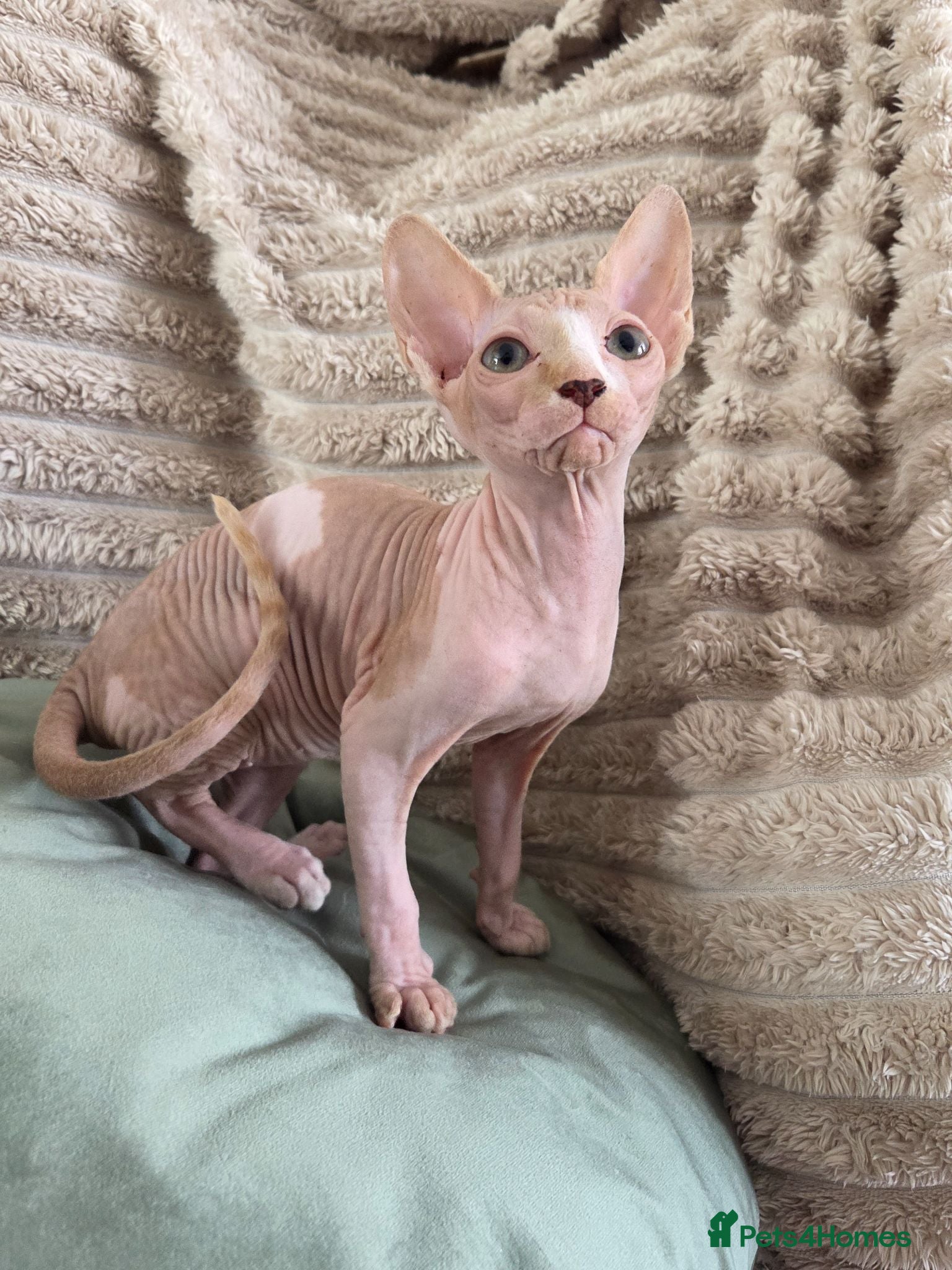 Sphynx cats GORGEOUS SPHYNX KITTENS  - Advert 2