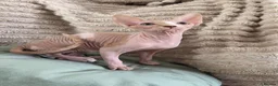 Sphynx cats for sale: GORGEOUS SPHYNX KITTENS  - Advert 2