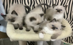 Ragdoll cats for sale: 3 ragdoll girls ready now - Image 6