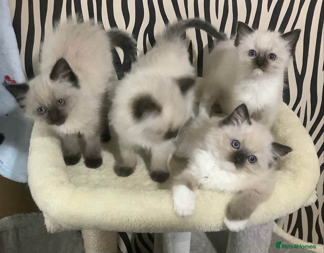 Ragdoll cats for sale: 3 ragdoll girls ready now - Image 6