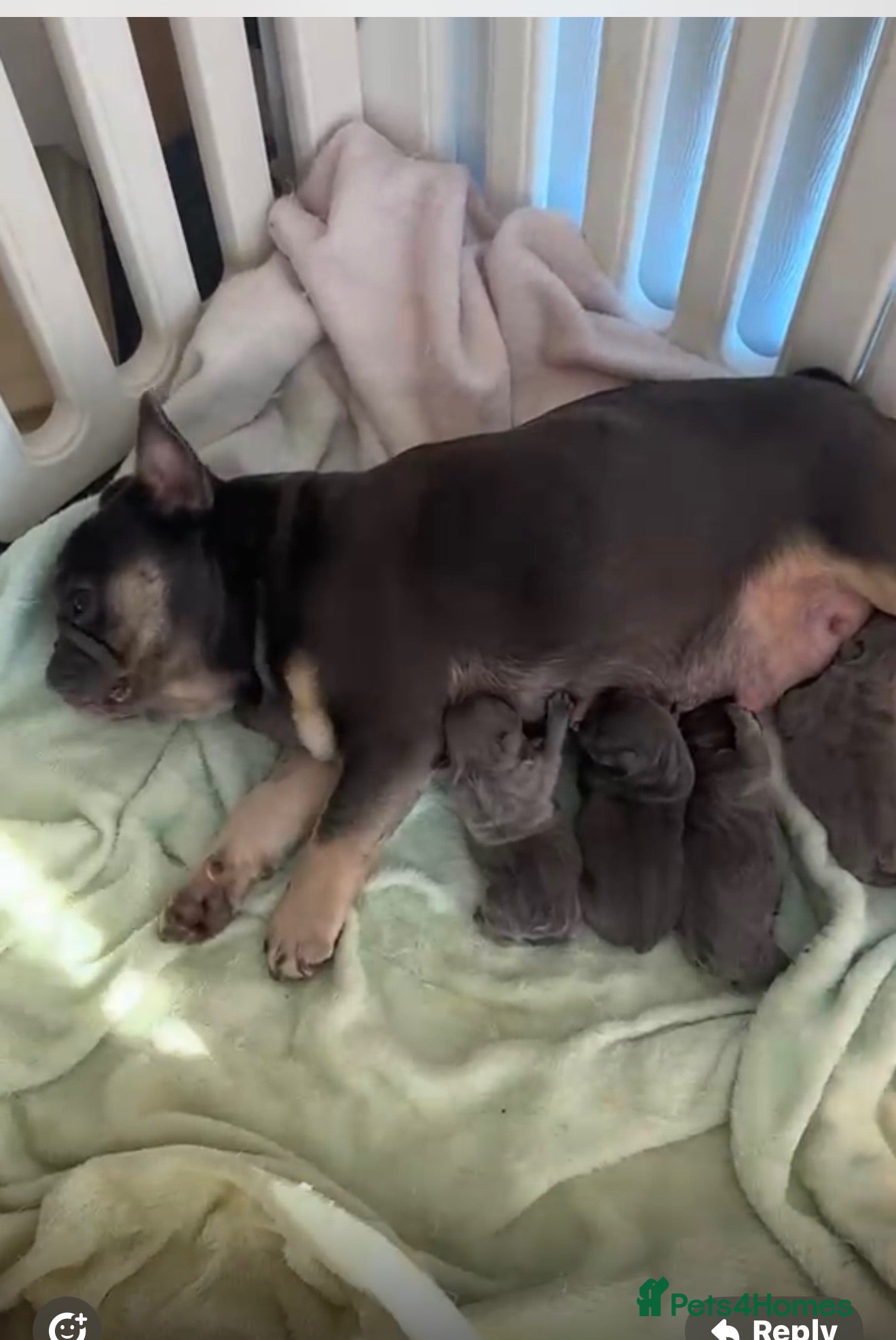 French Bulldog dogs 3 beautiful French bulldog puppies  - Advert 1