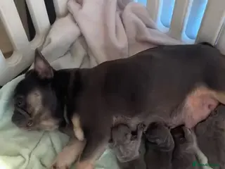 French Bulldog dogs 3 beautiful French bulldog puppies - Advert 2