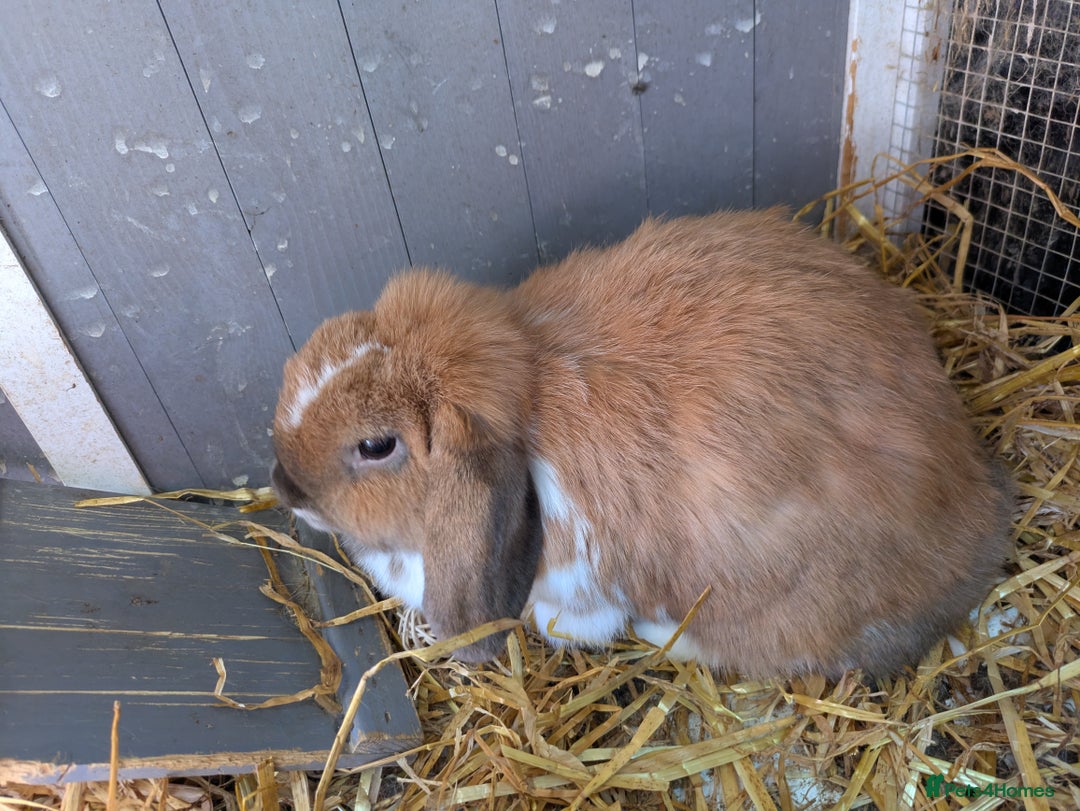 Mini Lop rabbits for sale: Lovely female rabbit seeking a new home  - Image 1