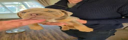 Olde English Bulldogge dogs for sale: Ready now fluffy carriers  - Advert 13