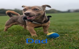 Jack Russell dogs for sale: Jack Russell  - Image 5