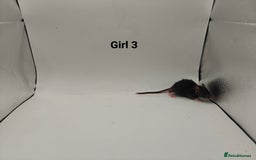 Rat rodents for sale: October Litters: 32 Rats For Sale - Image 11