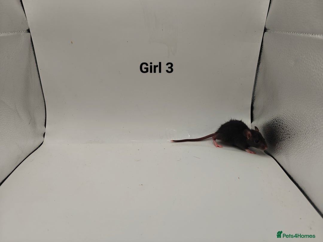 Rat rodents for sale: October Litters: 32 Rats For Sale - Image 11