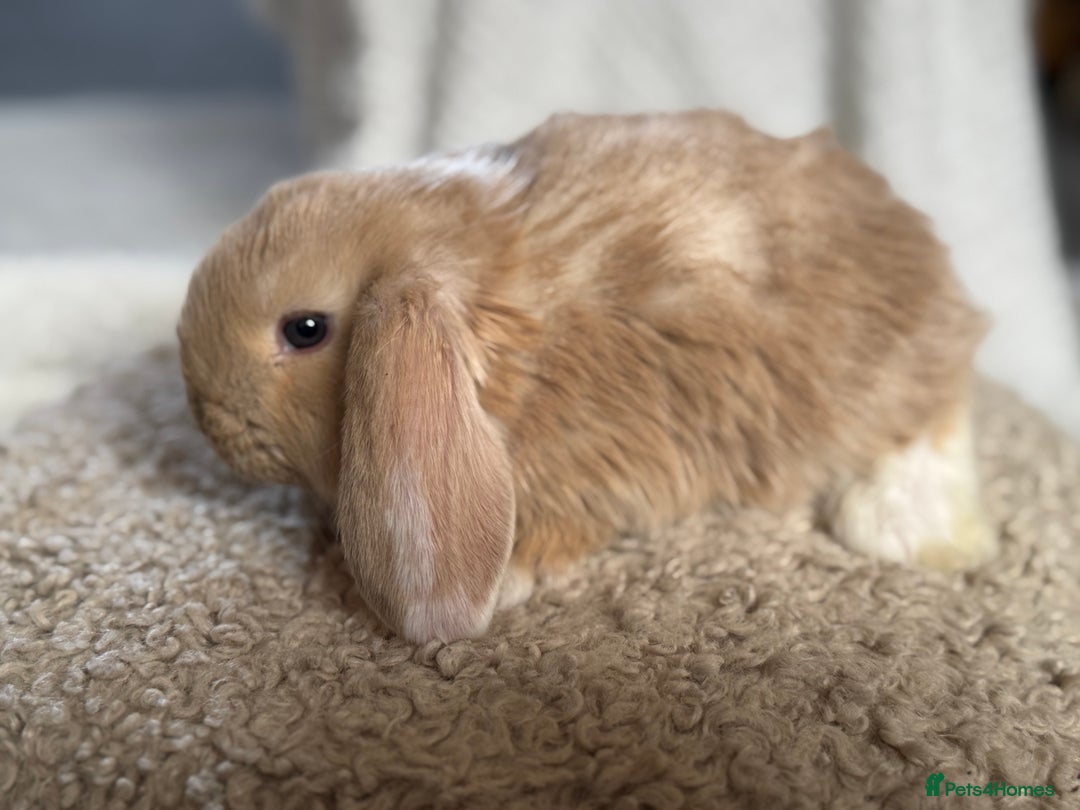 French Lop rabbits for sale: ❤️ Hand Raised French Lop Babies - Advert 19