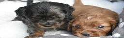 Cavapoo dogs for sale: Health Tested Cavapoo Puppies  - Advert 17