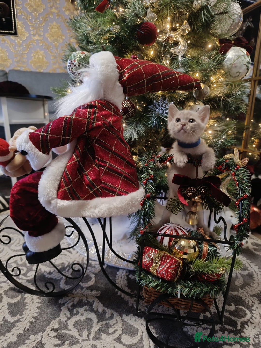 Burmese cats for sale: Lovely Burmese kitten's - Advert 4