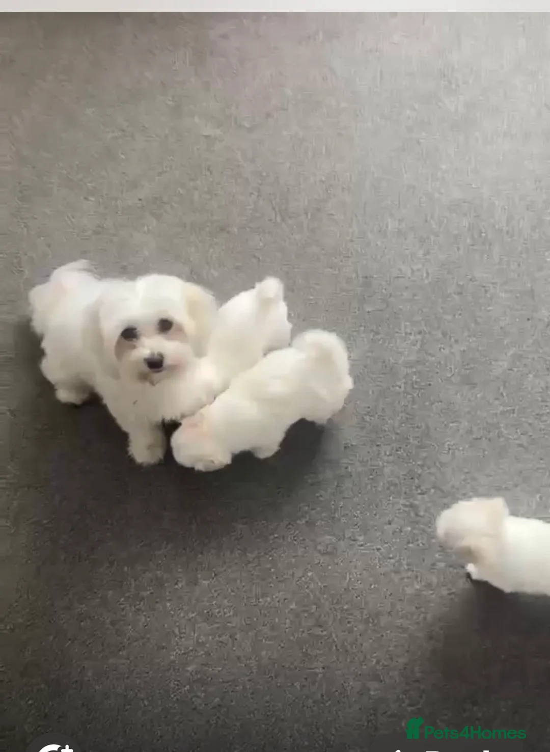 Maltese dogs for sale: lovely maltese puppy’s  - Advert 2