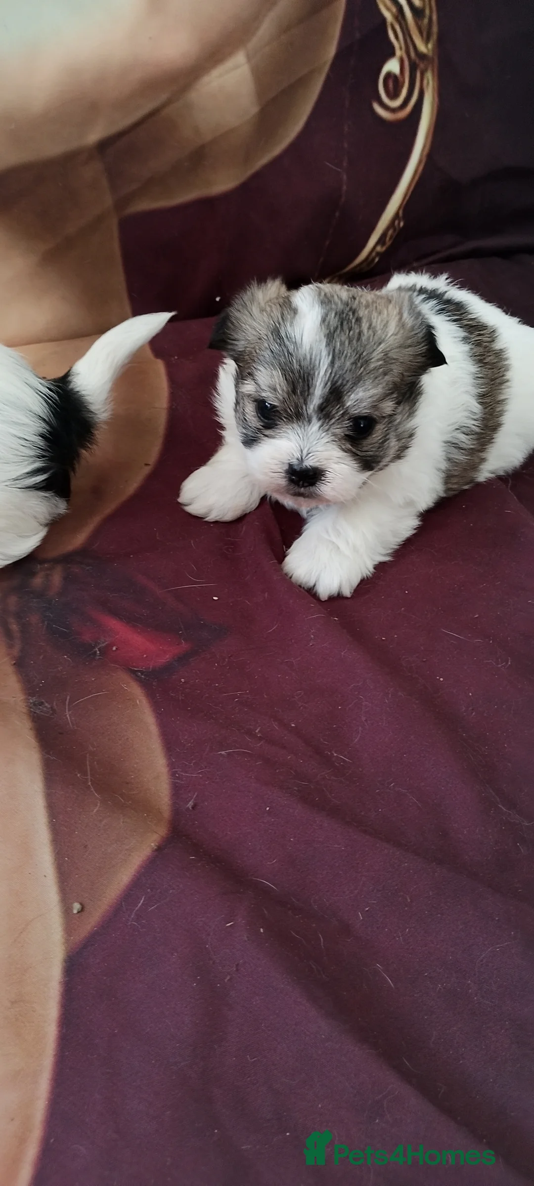 Miniature Poodle dogs for sale: Beautiful miniature poodles  - Advert 2