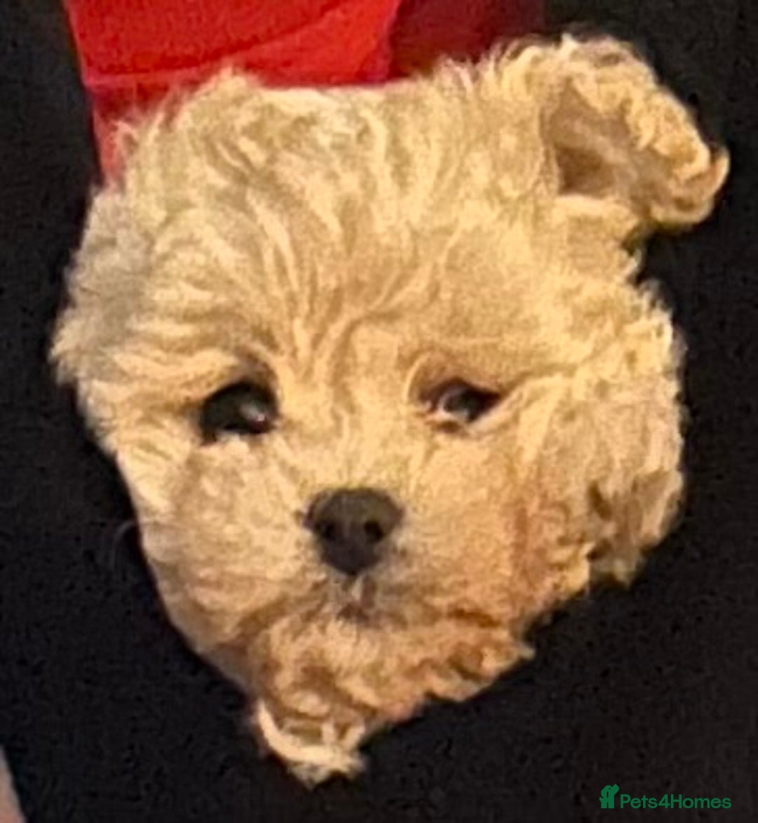 Maltipoo dogs for sale: 2 tiny maltipoo girls left DNA Tested - Image 8