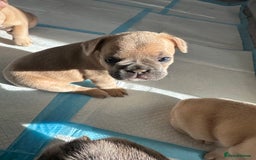French Bulldog dogs for sale: French bulldog puppies - Image 5