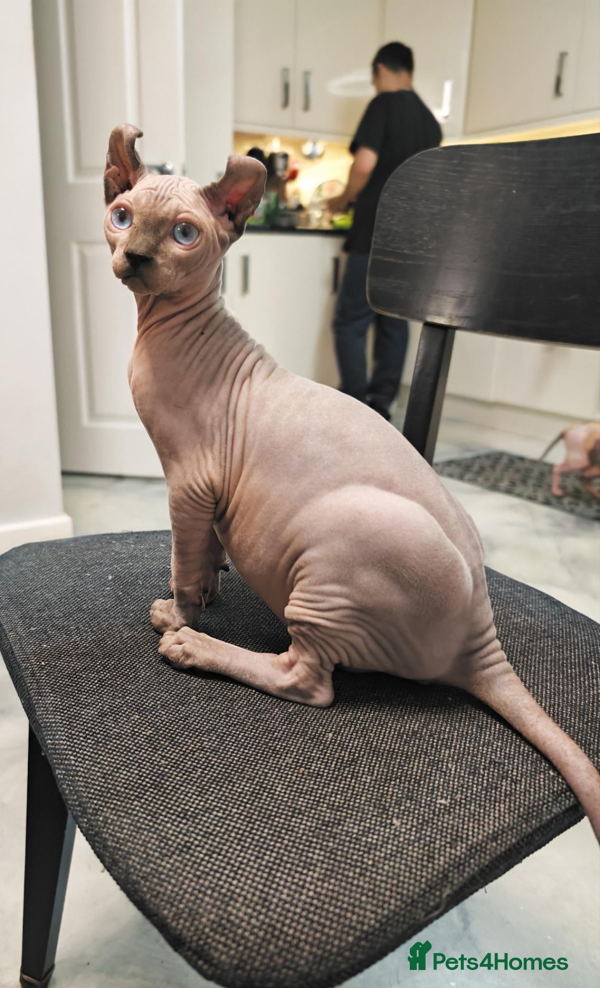 Sphynx cats for sale: Last boy available. READY NOW - Advert 1