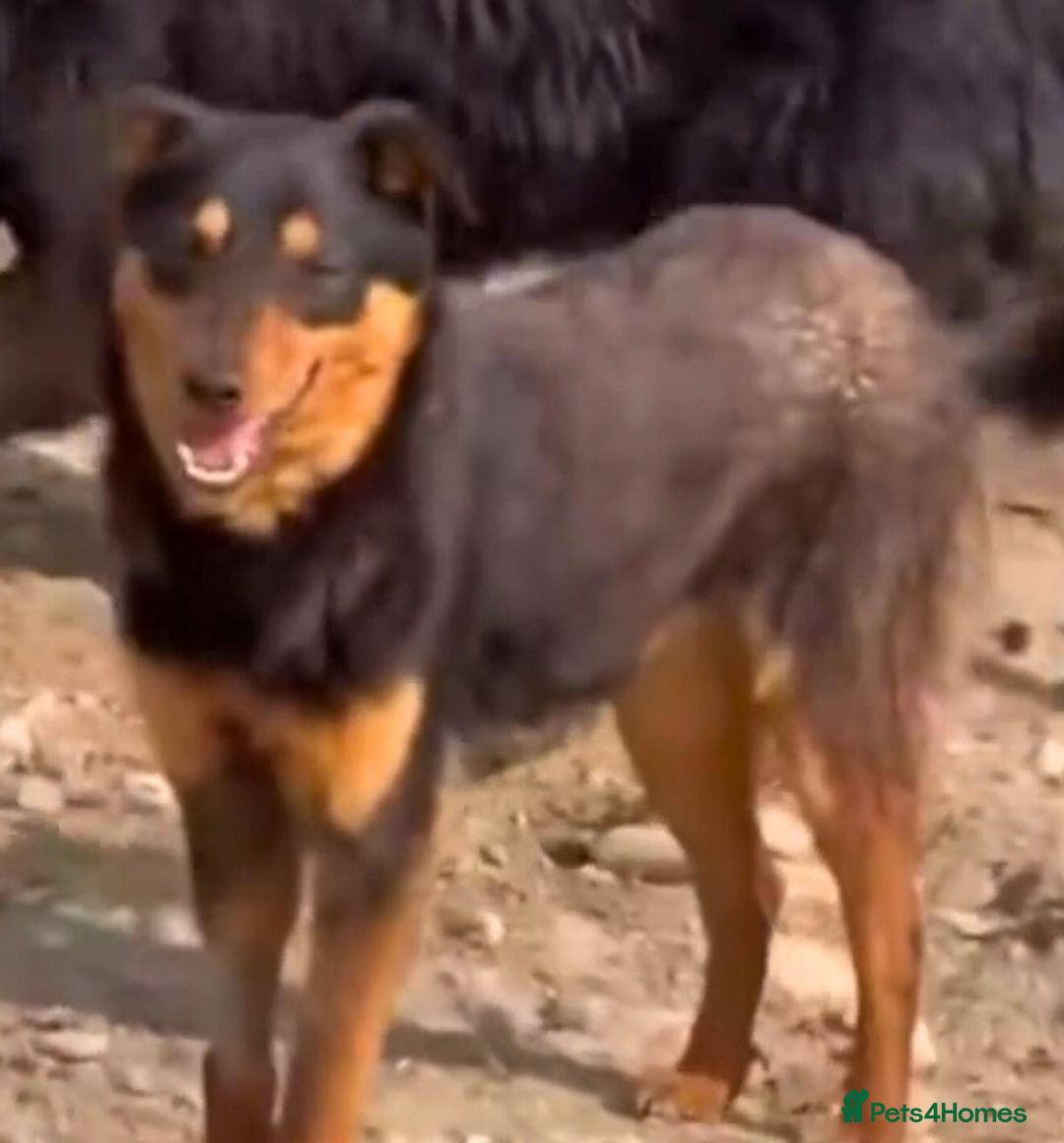 Mixed Breed dogs for adoption: 💝🐾 🐾Introducing SMALL CUTE BOY 🐾SHADOW 🐾 🐾 - Image 3