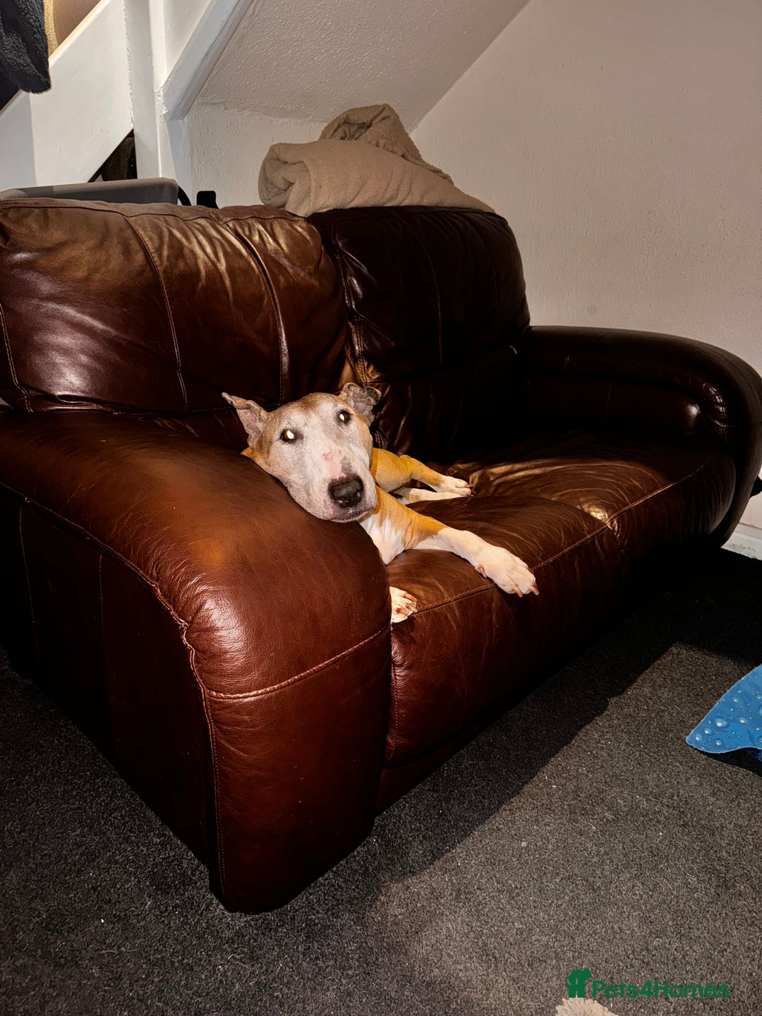 English Bull Terrier dogs for sale: Free English Bull terrier looking for a new home - Image 8