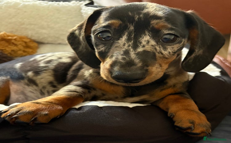 Miniature Dachshund dogs - Advert 1