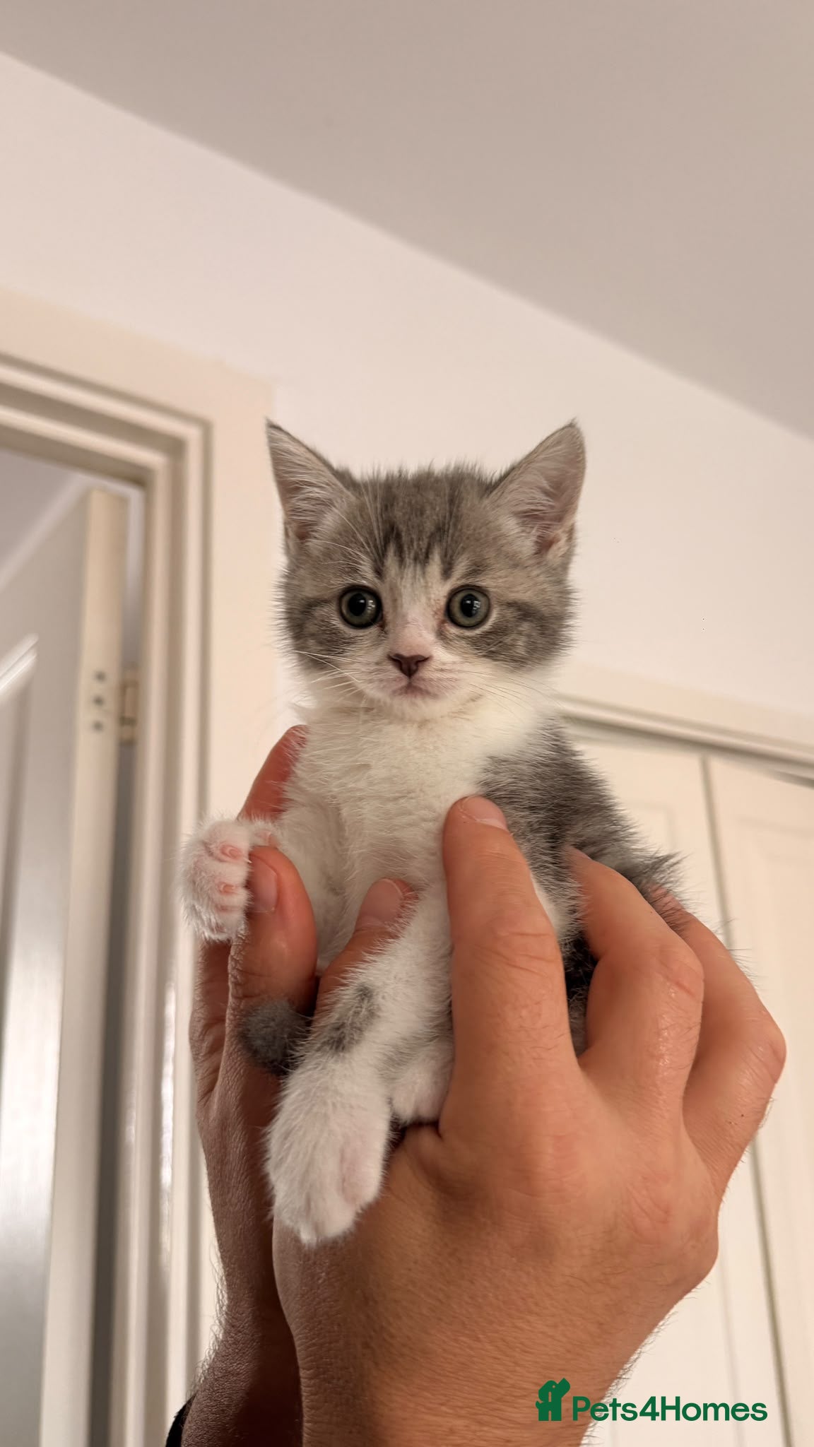 British Shorthair cats Beautiful British Shorthair Kittens – Ready to go - Advert 2