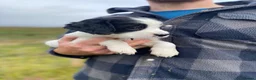 English Springer Spaniel dogs for sale: Springer Spaniel Puppies – 3 Girls Available - Advert 5