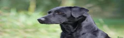 Labrador Retriever dogs for sale: Litter of Working Labrador Retriever Puppies - Advert 13