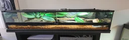 Skink reptiles for sale: Full set up and a pair of redeyed crocodile skinks - Advert 1