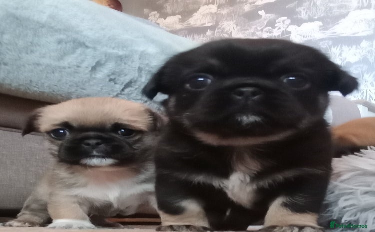 Mixed Breed dogs - Advert 6