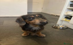 Miniature Dachshund dogs for stud: KC Blue Cream Long Hair Miniature Dachshund Stud  - Image 2
