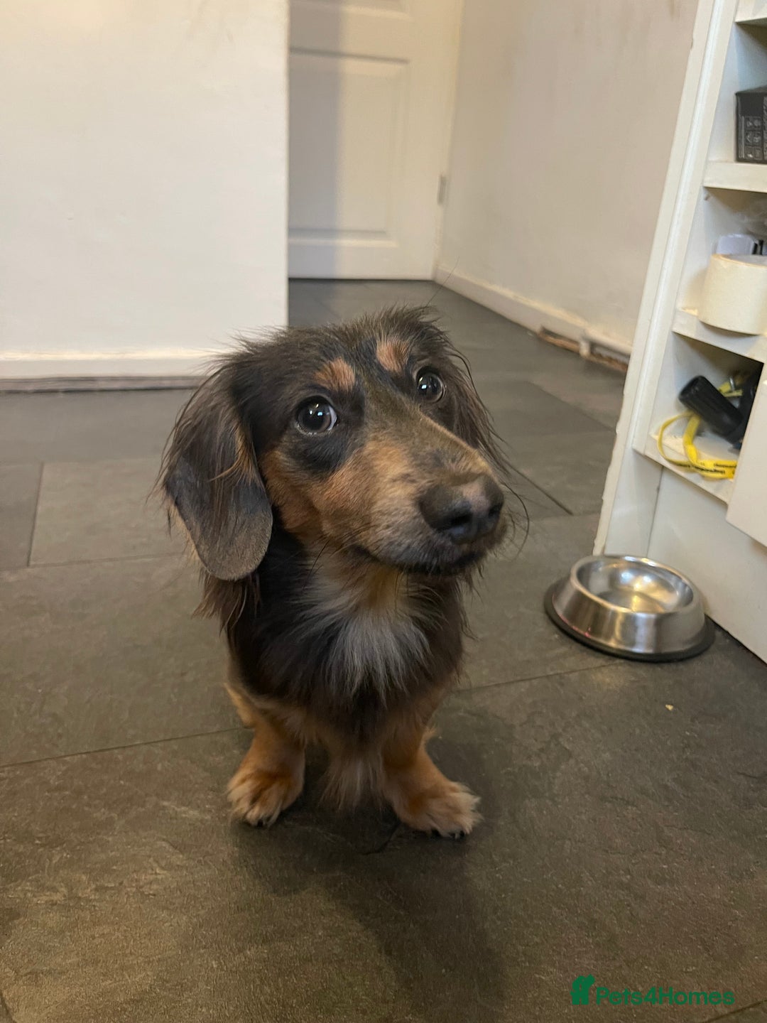 Miniature Dachshund dogs for stud: KC Blue Cream Long Hair Miniature Dachshund Stud  - Image 2