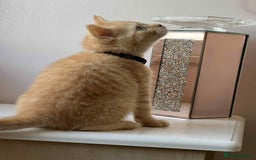 British Shorthair cats for sale: British Shorthair kittens - Image 9