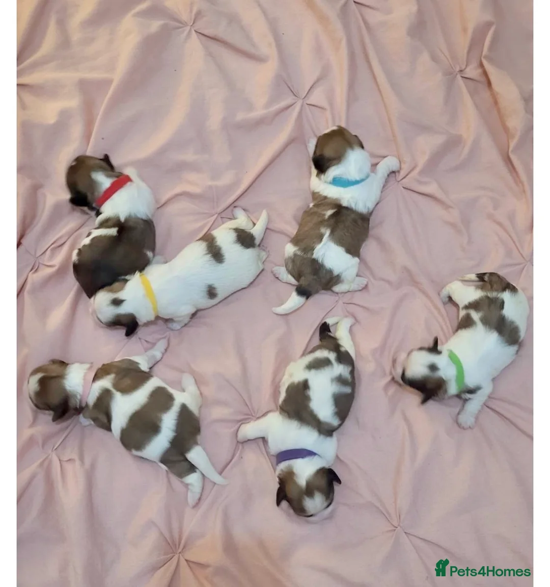 Shih Tzu dogs for stud: Shih tzu for stud in Newcastle upon Tyne - Advert 9