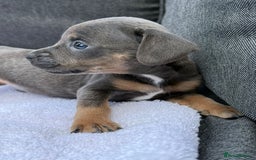 Mixed Breed dogs for sale: ONE LEFT REDUCED French wieners-Frenchie/dashhound - Image 22