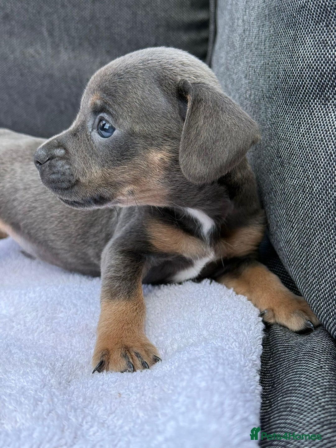 Mixed Breed dogs for sale: ONE LEFT REDUCED French wieners-Frenchie/dashhound - Image 22