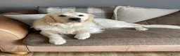 Golden Retriever dogs for stud: Stunning English Cream Golden Retriever for stud - Advert 3