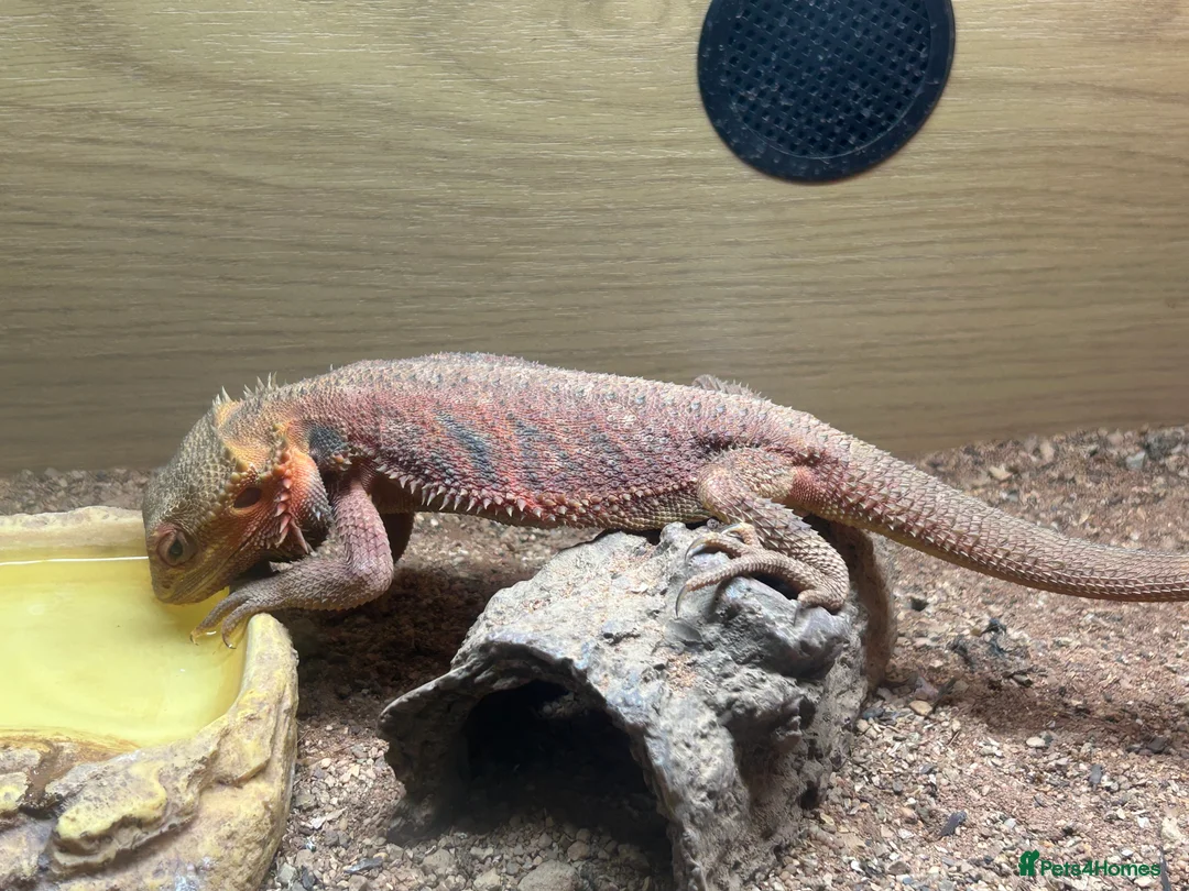Bearded Dragon reptiles for sale: 1 year old female bearded dragon with enclosure  - Advert 6