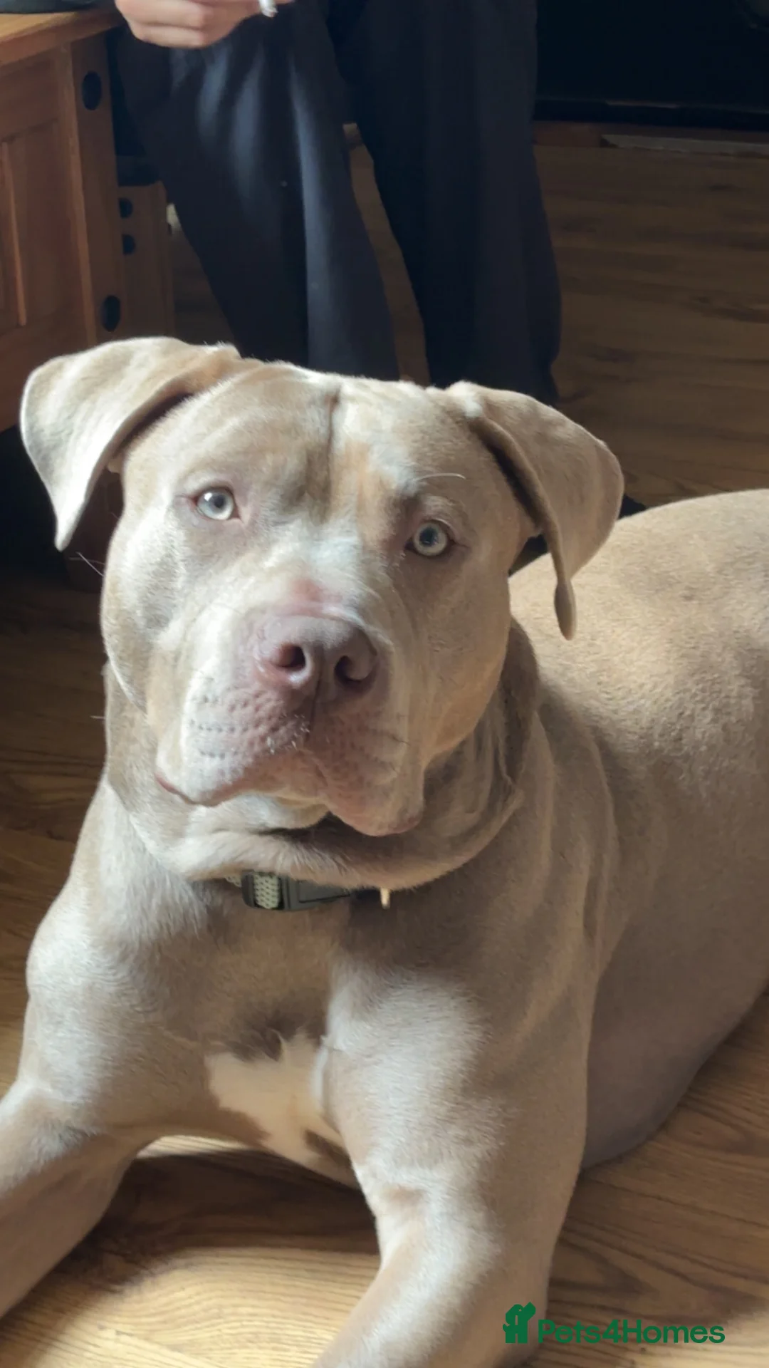 Mixed Breed dogs for sale: 9 month old Cane corso cross pittbull in Alfreton - Advert 3