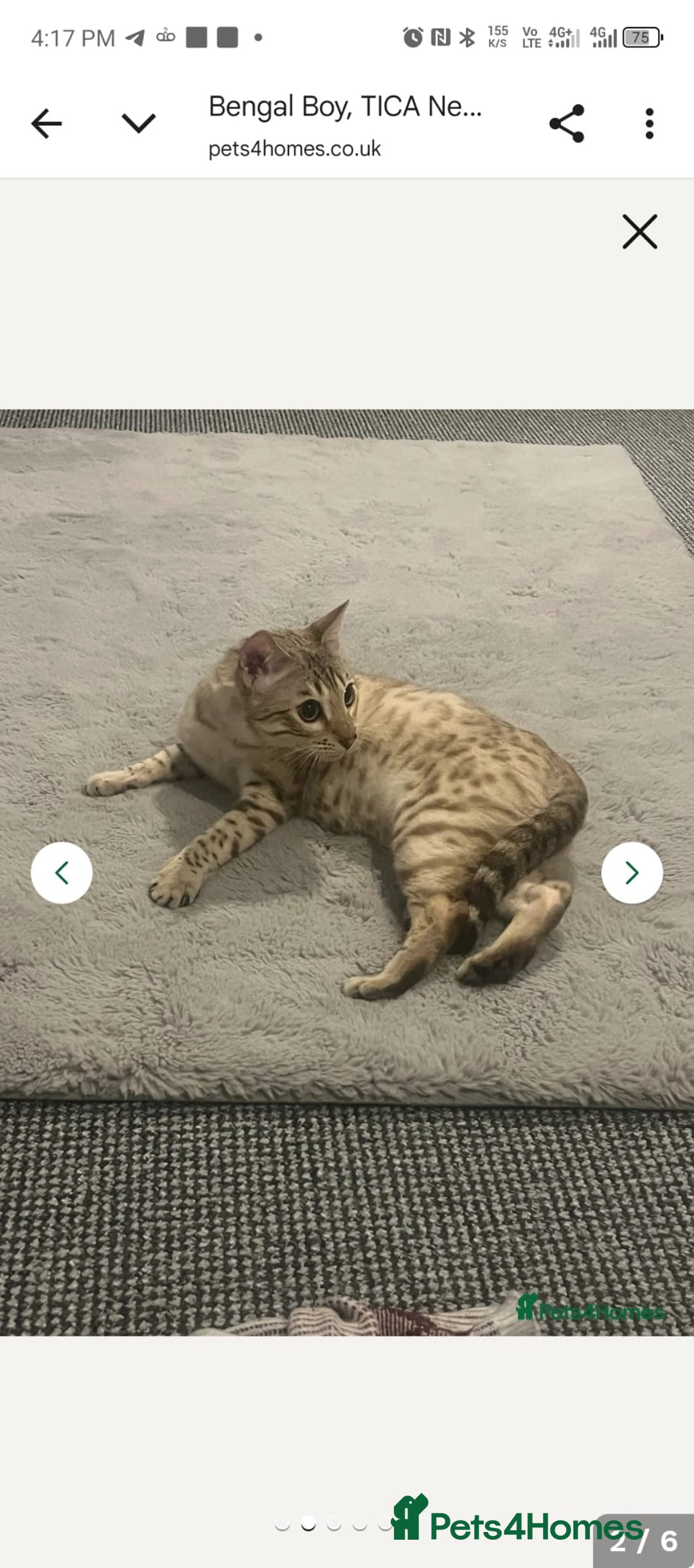 Bengal cats for sale: Bengal  - Image 2