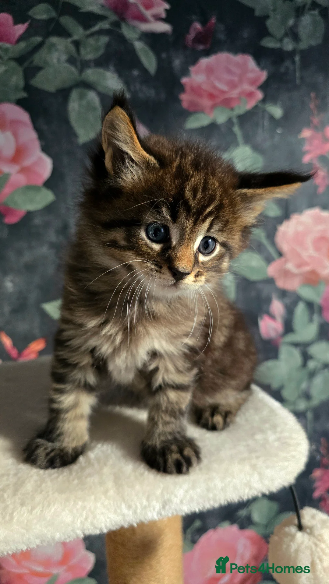 Maine Coon cats for sale: Stunning Maine coons  - Advert 8