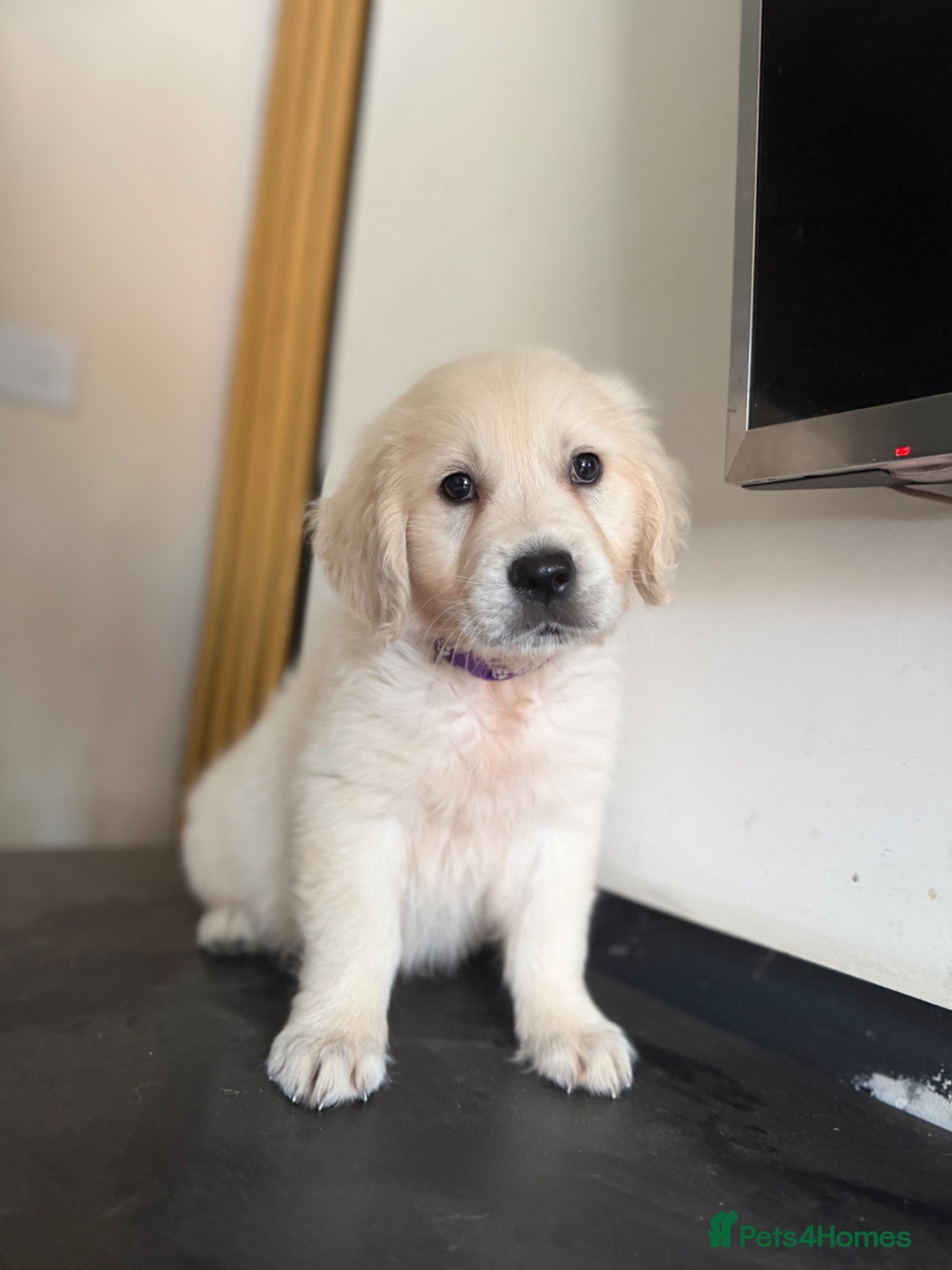 Golden Retriever dogs KC registered cream/ white fully health tested  - Advert 17